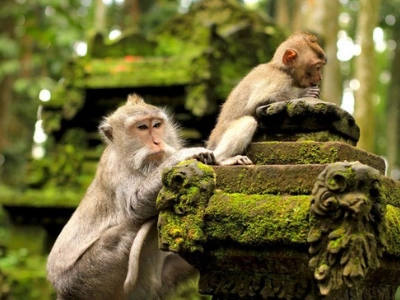 Uluwatu Temple In Bali, Monkeys Mean Business